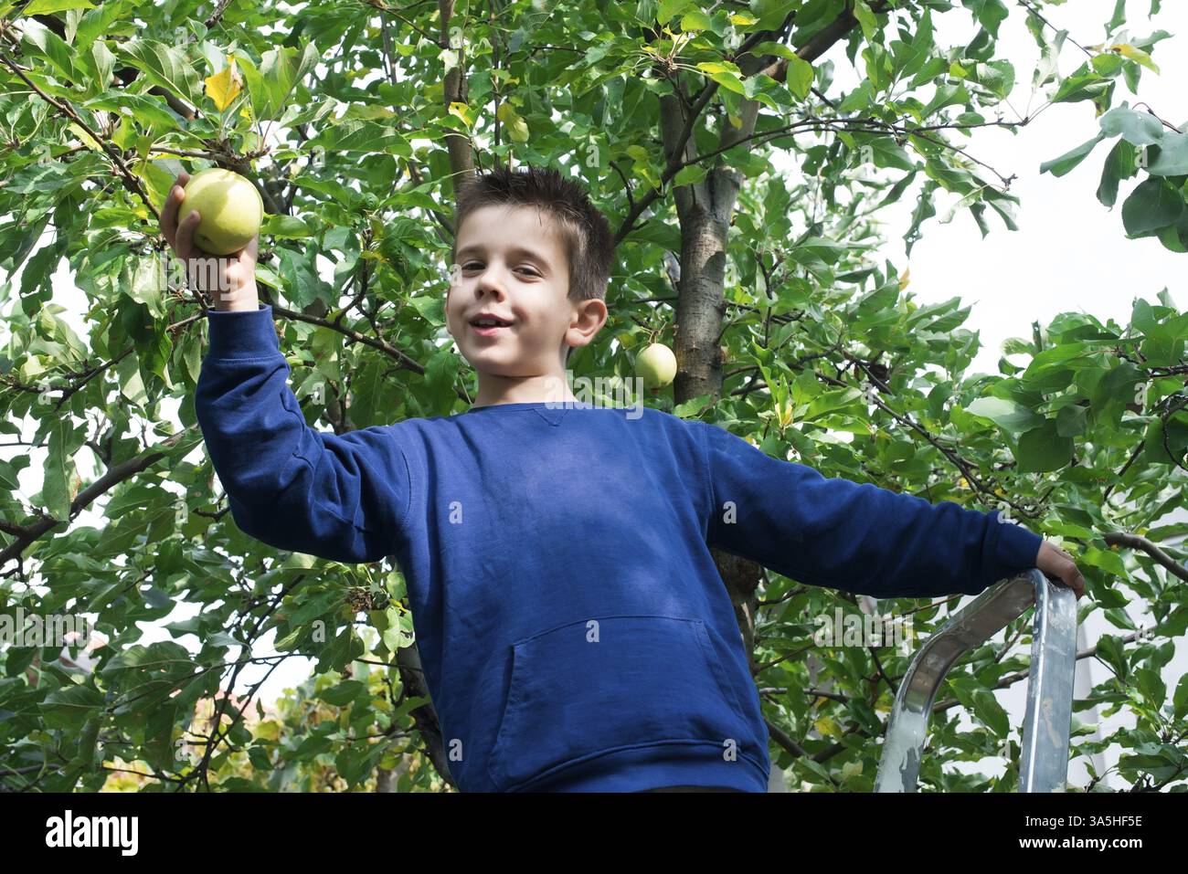 Bambino pick off verde mela su un albero Foto Stock