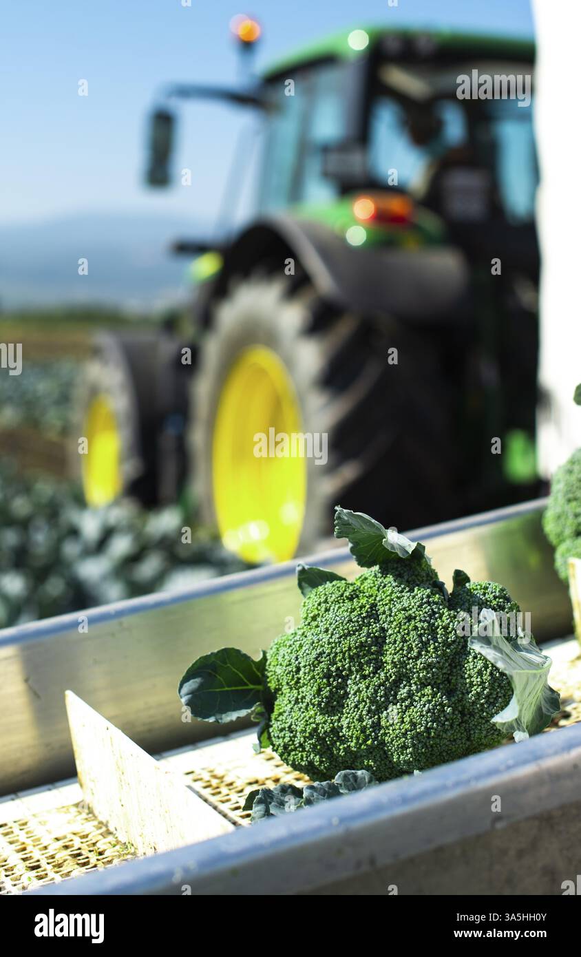 Raccogliere i broccoli in azienda con trattore e trasportatore. I lavoratori che scelgono i broccoli sul campo. Concetto per la coltivazione e la raccolta automatizzata di broccoli Foto Stock
