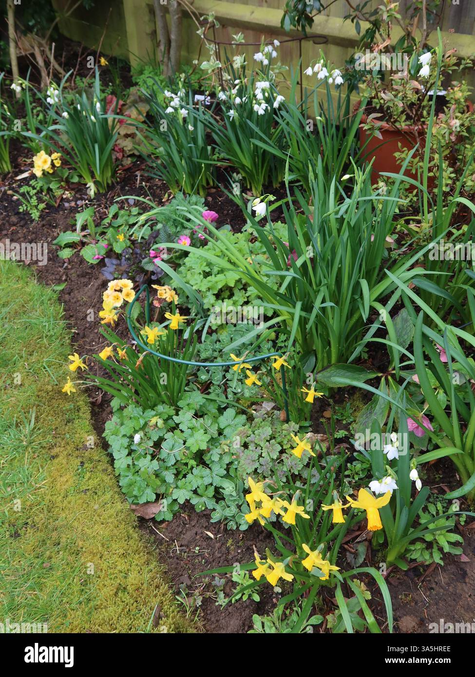 Un confine primaverile in un giardino all'inglese con giganteschi fiocchi di neve, leucojum e narcisi in miniatura porta allegria e segnali di benvenuto che l'inverno è finito. Foto Stock