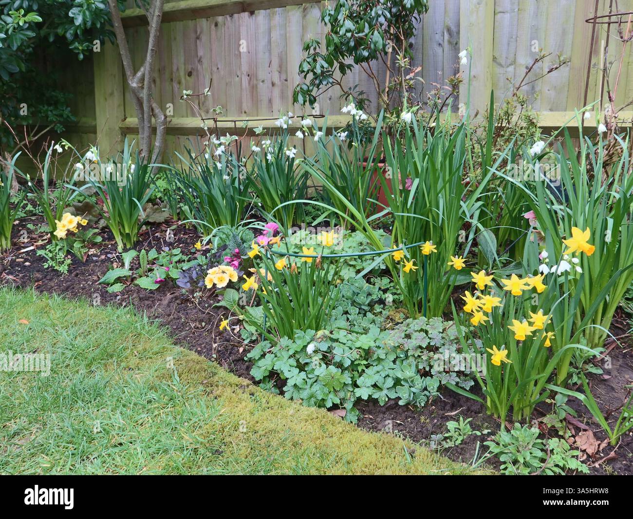 Un confine primaverile in un giardino all'inglese con giganteschi fiocchi di neve, leucojum e narcisi in miniatura porta allegria e segnali di benvenuto che l'inverno è finito. Foto Stock