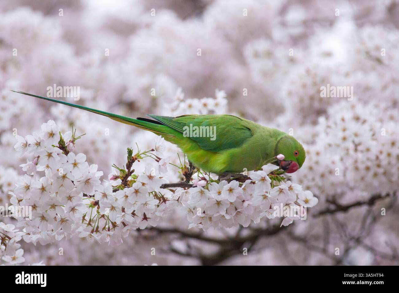 Londra, Regno Unito. 23 marzo 2025. Un viale di ciliegi in fiore a Battersea Park, Londra, ha attirato folle di persone la domenica pomeriggio, nonostante i cieli grigi e le secche intermittenti, e anche diversi parchi verdi luminosi, che amano mangiare i boccioli di fiori. Durante la notte si prevedono forti piogge. Anna Watson/Alamy Live News crediti: Anna Watson/Alamy Live News Foto Stock