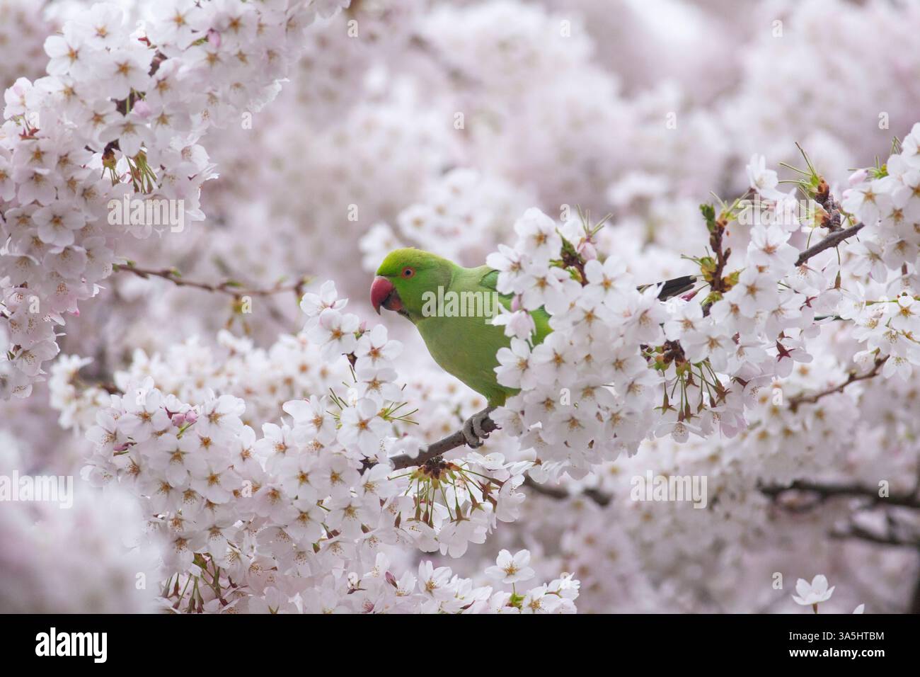 Londra, Regno Unito. 23 marzo 2025. Un viale di ciliegi in fiore a Battersea Park, Londra, ha attirato folle di persone la domenica pomeriggio, nonostante i cieli grigi e le secche intermittenti, e anche diversi parchi verdi luminosi, che amano mangiare i boccioli di fiori. Durante la notte si prevedono forti piogge. Anna Watson/Alamy Live News crediti: Anna Watson/Alamy Live News Foto Stock