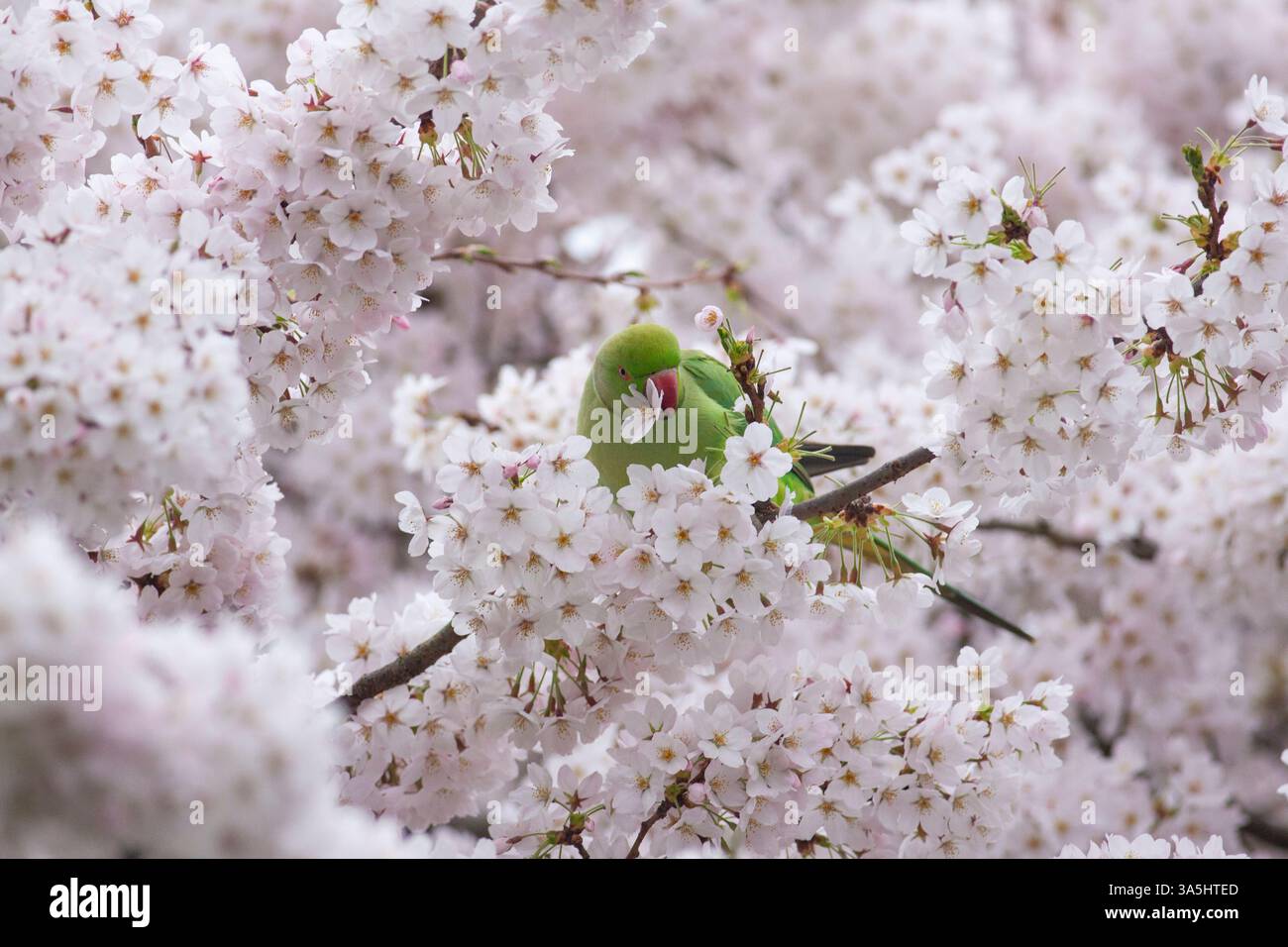 Londra, Regno Unito. 23 marzo 2025. Un viale di ciliegi in fiore a Battersea Park, Londra, ha attirato folle di persone la domenica pomeriggio, nonostante i cieli grigi e le secche intermittenti, e anche diversi parchi verdi luminosi, che amano mangiare i boccioli di fiori. Durante la notte si prevedono forti piogge. Anna Watson/Alamy Live News crediti: Anna Watson/Alamy Live News Foto Stock