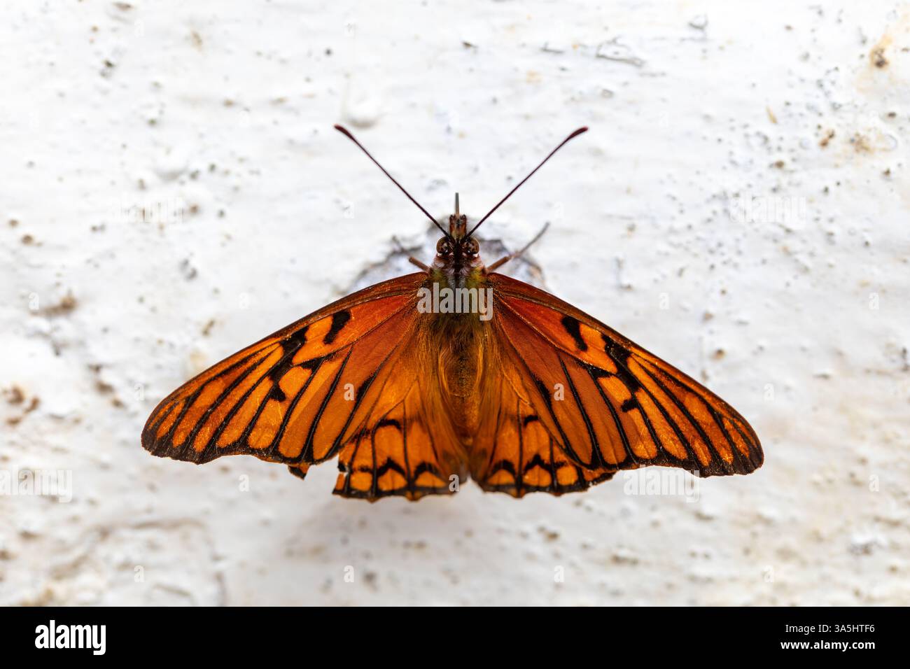 Dione glycera, la macchia argentata andina, è una specie di farfalla della sottofamiglia Heliconiinae. Dipartimento di Guasca Cundinamarca, Colombia Foto Stock