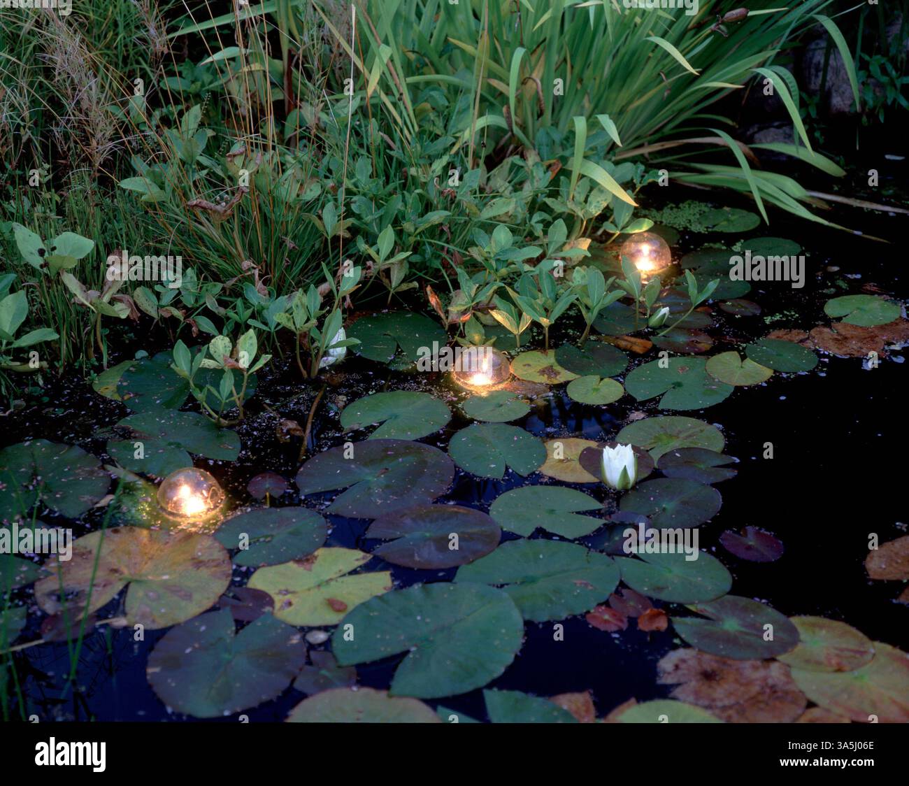 Globi luminosi in uno stagno da giardino Foto Stock