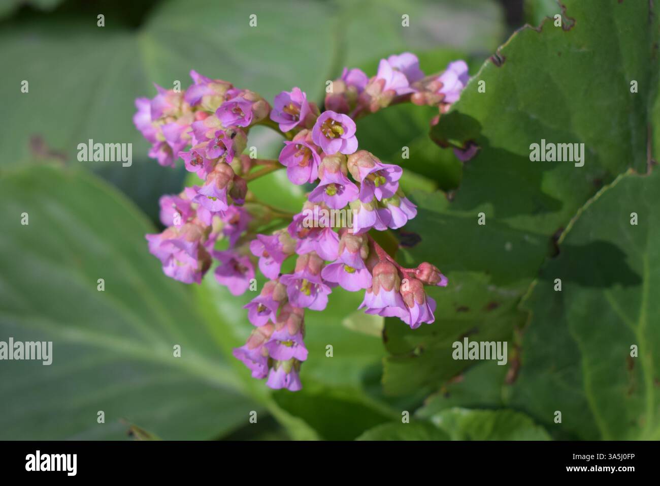 Un gruppo di fiori rosa con centri gialli, circondati da foglie verdi. I fiori che crescono su un solo stelo. Bergenia crassifilia. Bergenia Bloom Foto Stock