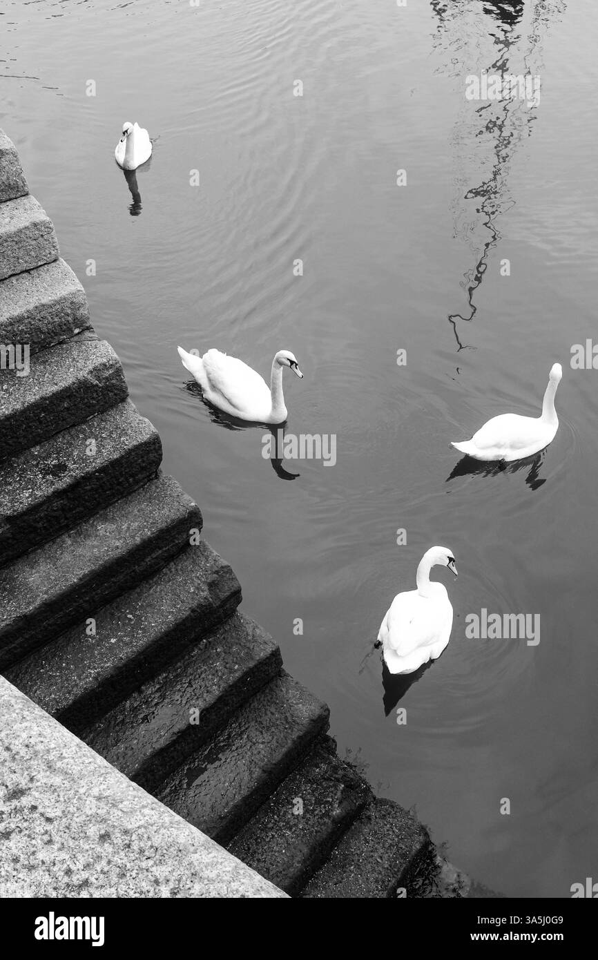 Cigni che nuotano vicino ai gradini del porto di Plymouth Barbican Foto Stock