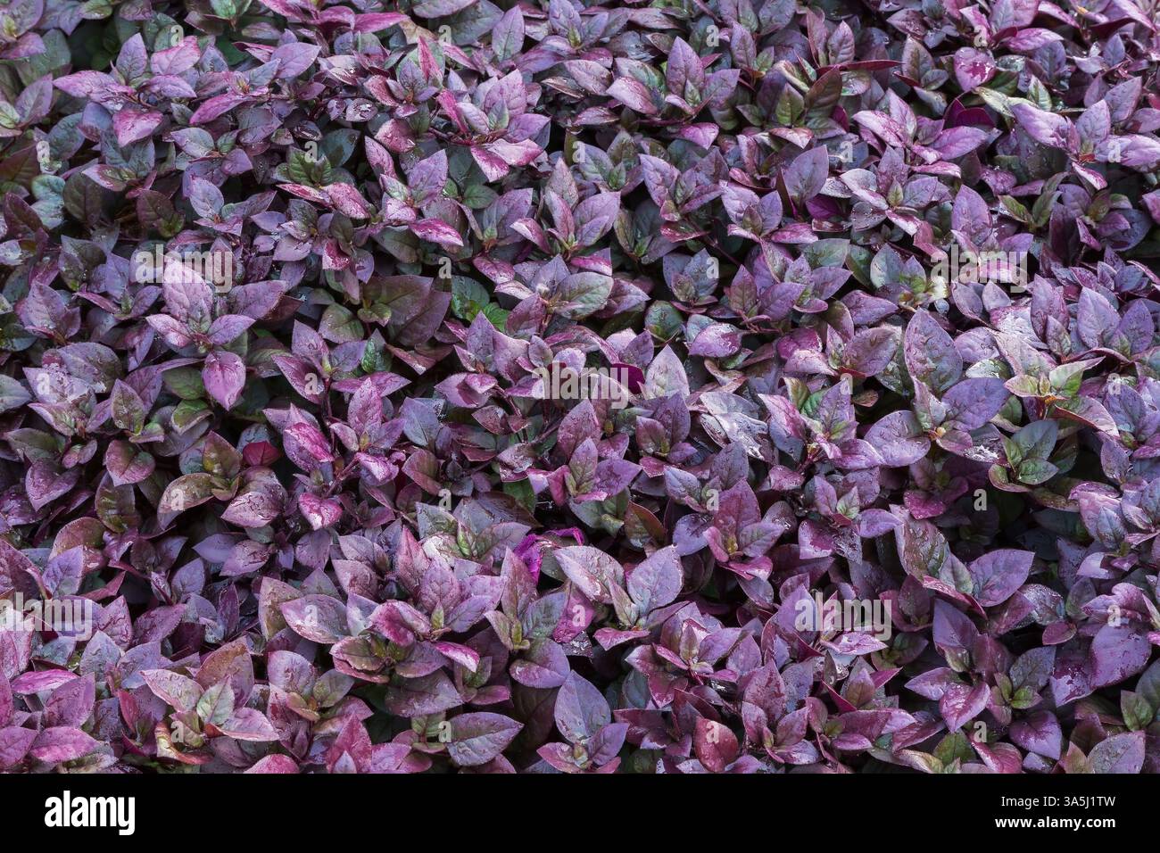 Alternanthera dentata 'Little Ruby' – Il mantello di Giuseppe alla fine dell'estate. Foto Stock
