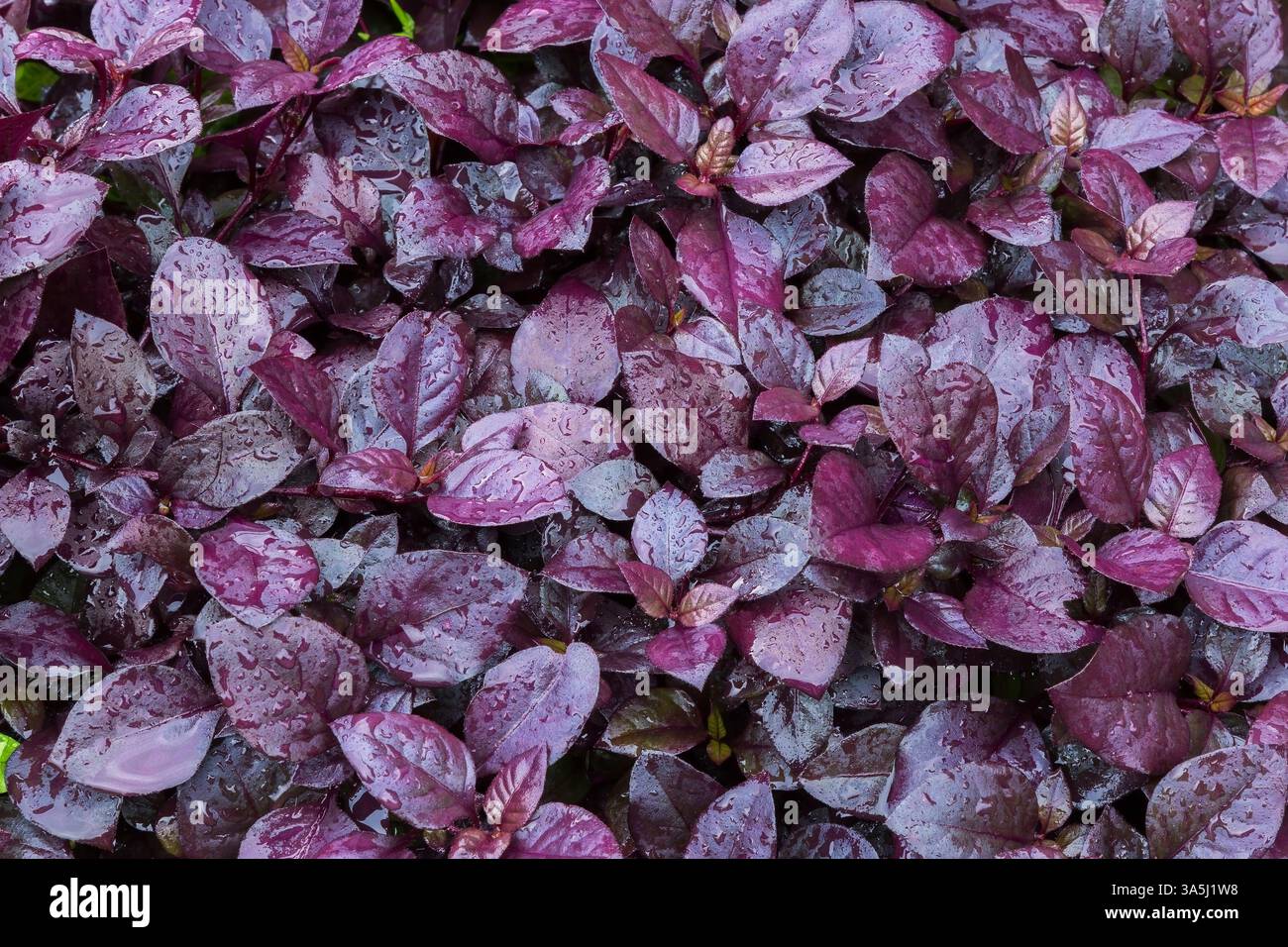 Alternanthera dentata 'Little Ruby' – Il mantello di Giuseppe alla fine dell'estate. Foto Stock
