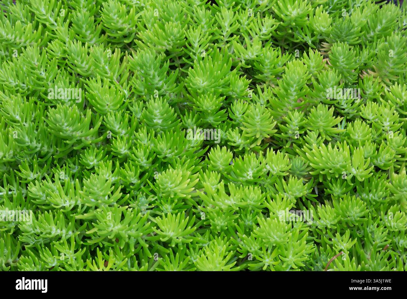 Prima vista di Sedum reflexum 'Angelina' - Sedum nell'estate tardo. Foto Stock