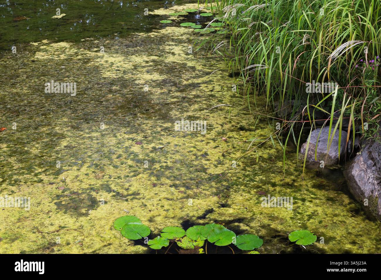 Clorofite spesse - Alghe verdi e foglie di ninfea nell'acqua in stagno delimitato da Miscanthus sinensis 'Silberfeder' - Erba di Eulalia alla fine dell'estate. Foto Stock