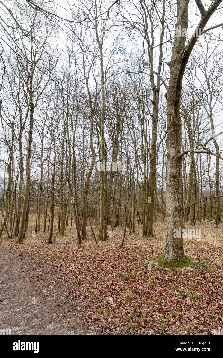 Alberi di inverno Foto Stock