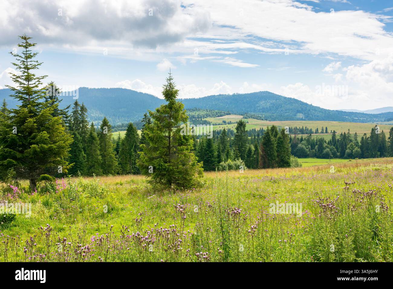 paesaggio di campagna in montagna. foresta sulla collina sotto il cielo nuvoloso in estate Foto Stock