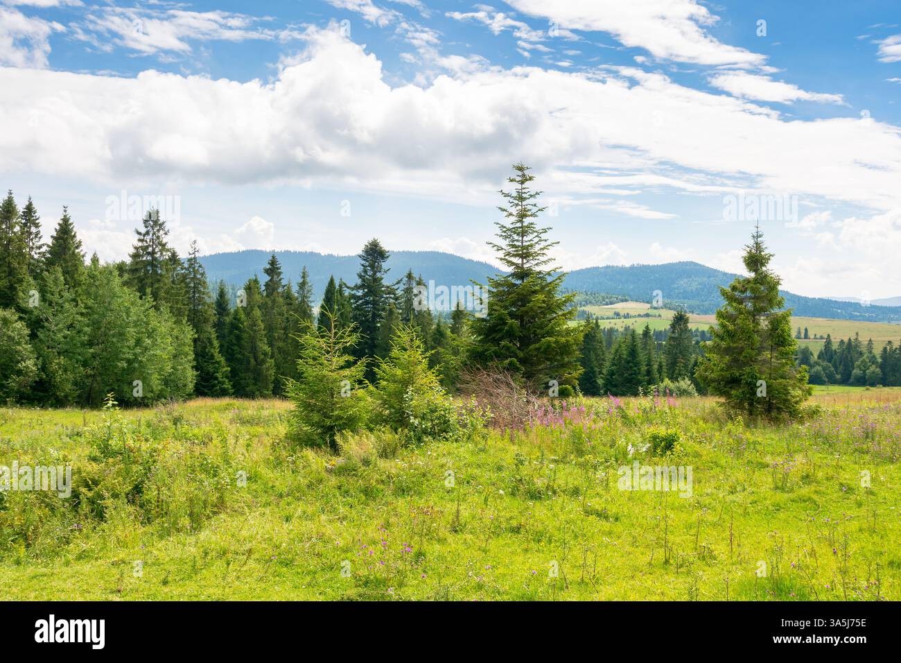 paesaggio di campagna in montagna. foresta sulla collina sotto il cielo nuvoloso in estate Foto Stock