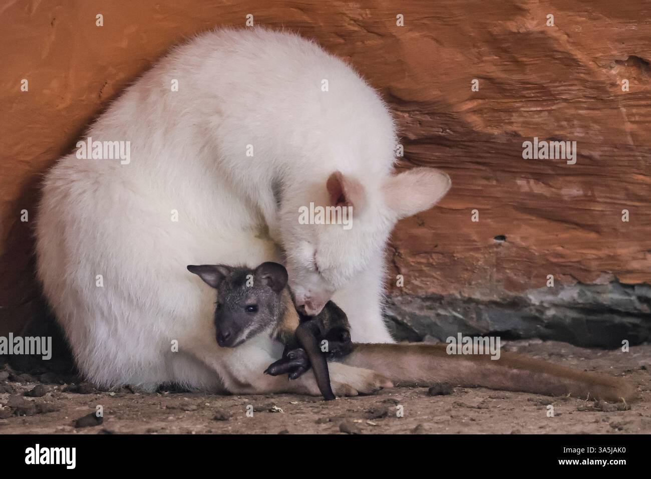 Borken, NRW, Germania. 22 marzo 2025. Un piccolo wallaby joey sbuca dolcemente dalla tasca della mamma, mentre il wallby albino si ripara dalle temperature ancora fredde in una struttura simile a una grotta nel loro ampio recinto semi-libero all'aperto. Crediti: Imageplotter/Alamy Live News Foto Stock