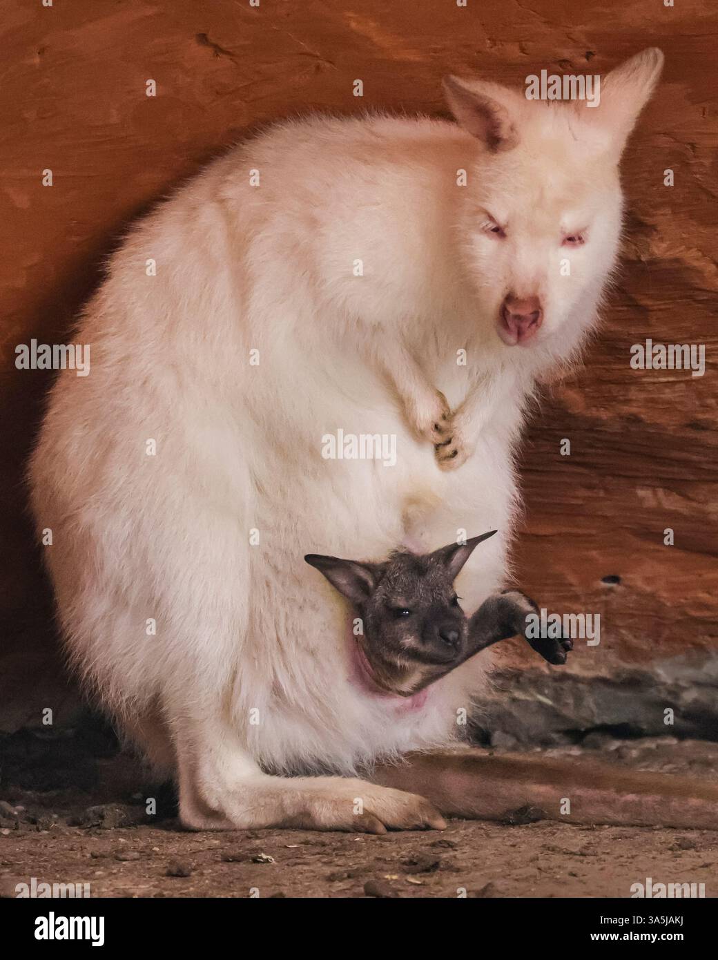 Borken, NRW, Germania. 22 marzo 2025. Un piccolo wallaby joey sbuca dolcemente dalla tasca della mamma, mentre il wallby albino si ripara dalle temperature ancora fredde in una struttura simile a una grotta nel loro ampio recinto semi-libero all'aperto. Crediti: Imageplotter/Alamy Live News Foto Stock
