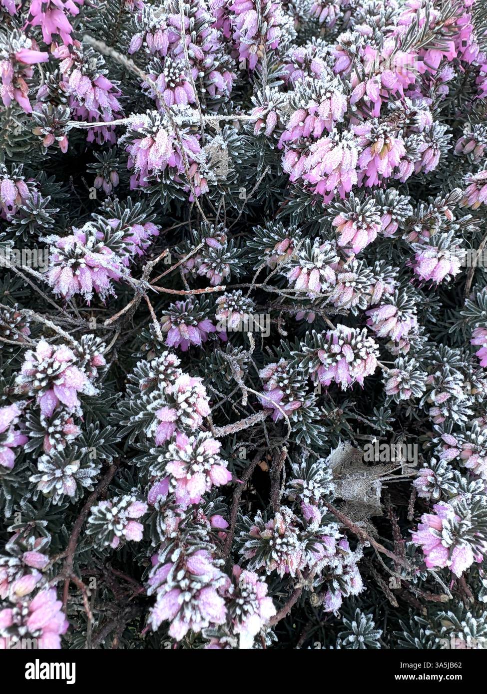 Primo piano di fiori di erica rosa ricoperti di gelo in una fredda mattina invernale, che mostra il delicato contrasto tra cristalli ghiacciati e fiori vivaci. - Immagine stock catturata con smartphone