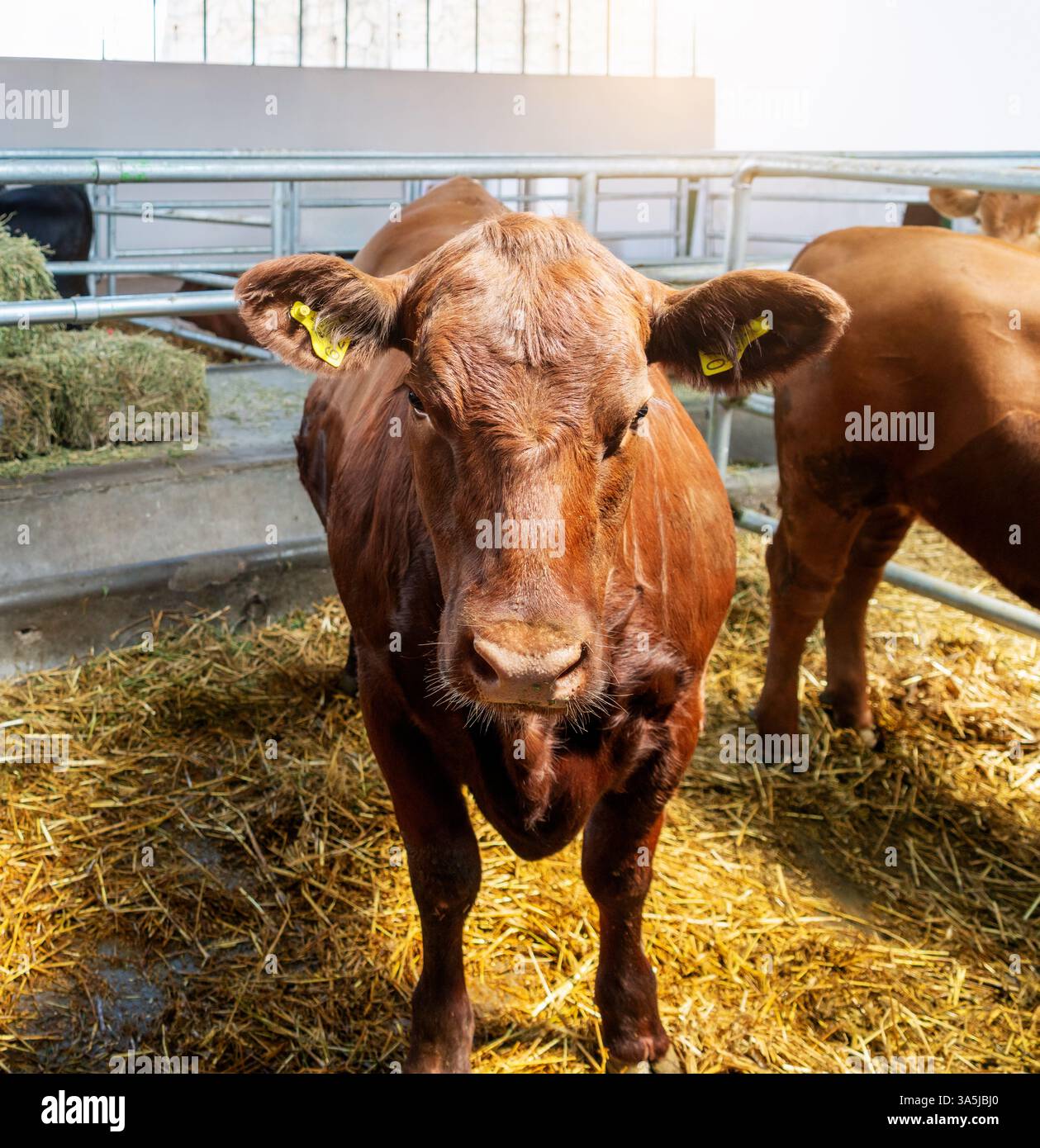 Mucche rossastre al chiuso in un allevamento che guarda la macchina fotografica Foto Stock