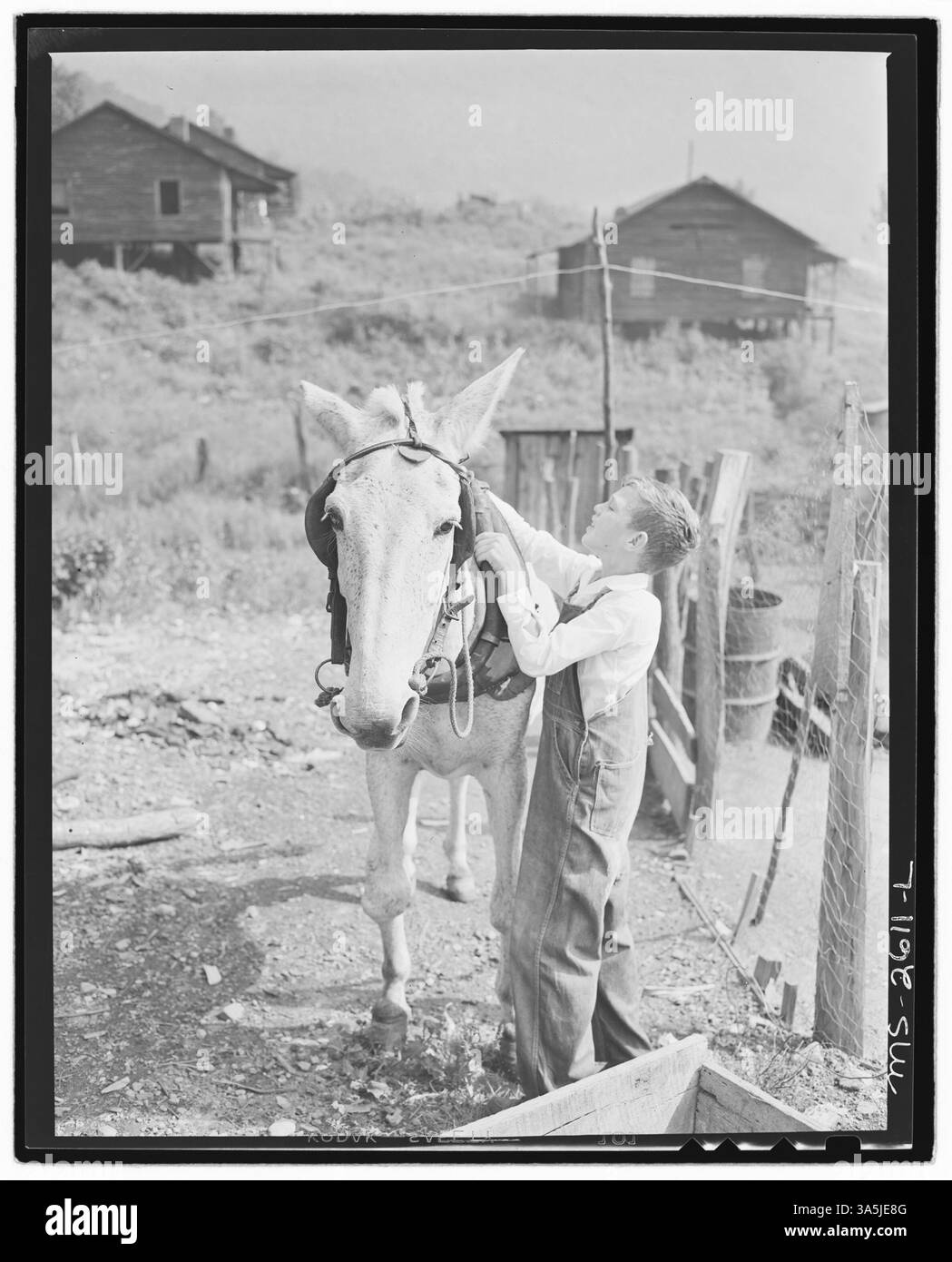 Franklin D. Sergent imbriglia un mulo per raccogliere carbone per la sua casa presso la miniera Clover Gap Mine della P V & K Coal Company a Lejunior, contea di Harlan, Kentucky. La scena evidenzia il ruolo degli animali nella raccolta del carbone per uso domestico. Foto Stock