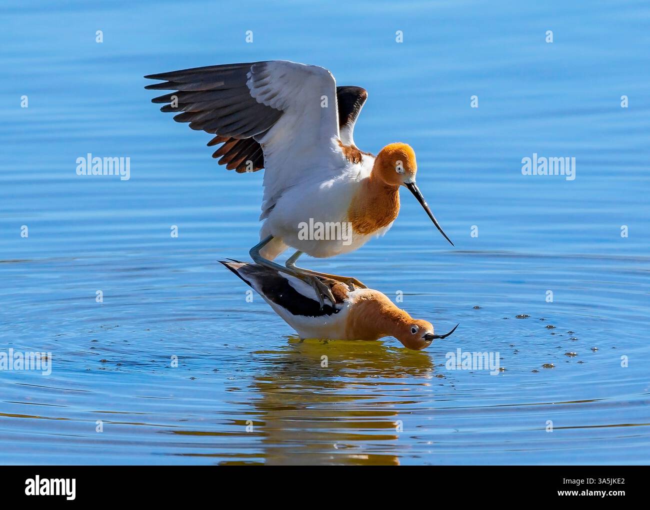 Una coppia americana di Avocet si accoppiò durante la stagione riproduttiva in Colorado a metà aprile. Foto Stock