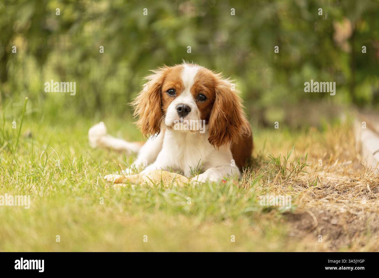 Cavalier King Charles Spaniel Foto Stock