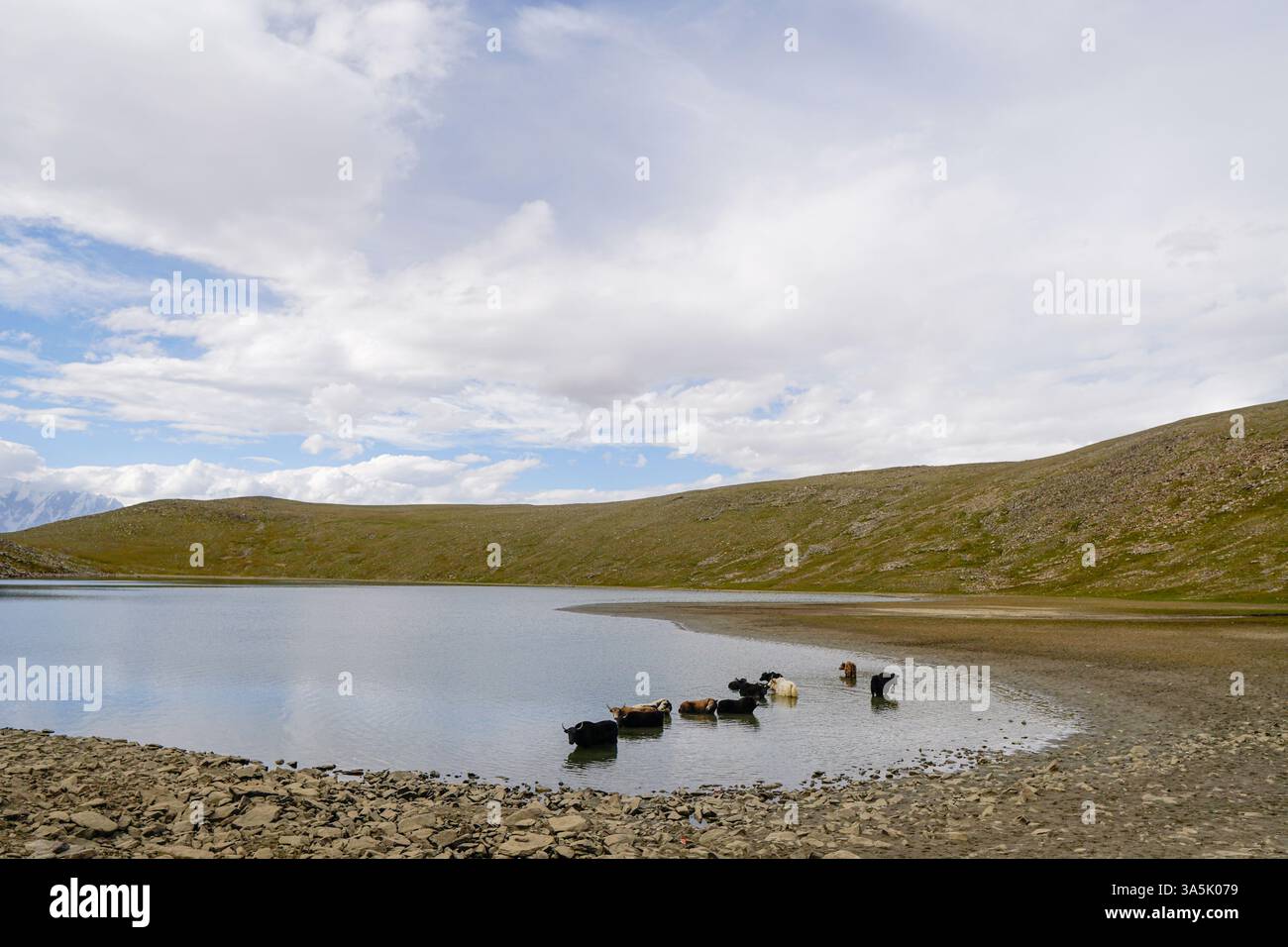 Nel profondo della catena montuosa del Karakoram, i yak si tuffano attraverso le gelide acque del lago Rush, un lago mozzafiato ad alta quota nel Gilgit-Baltistan, in Pakistan. Foto Stock