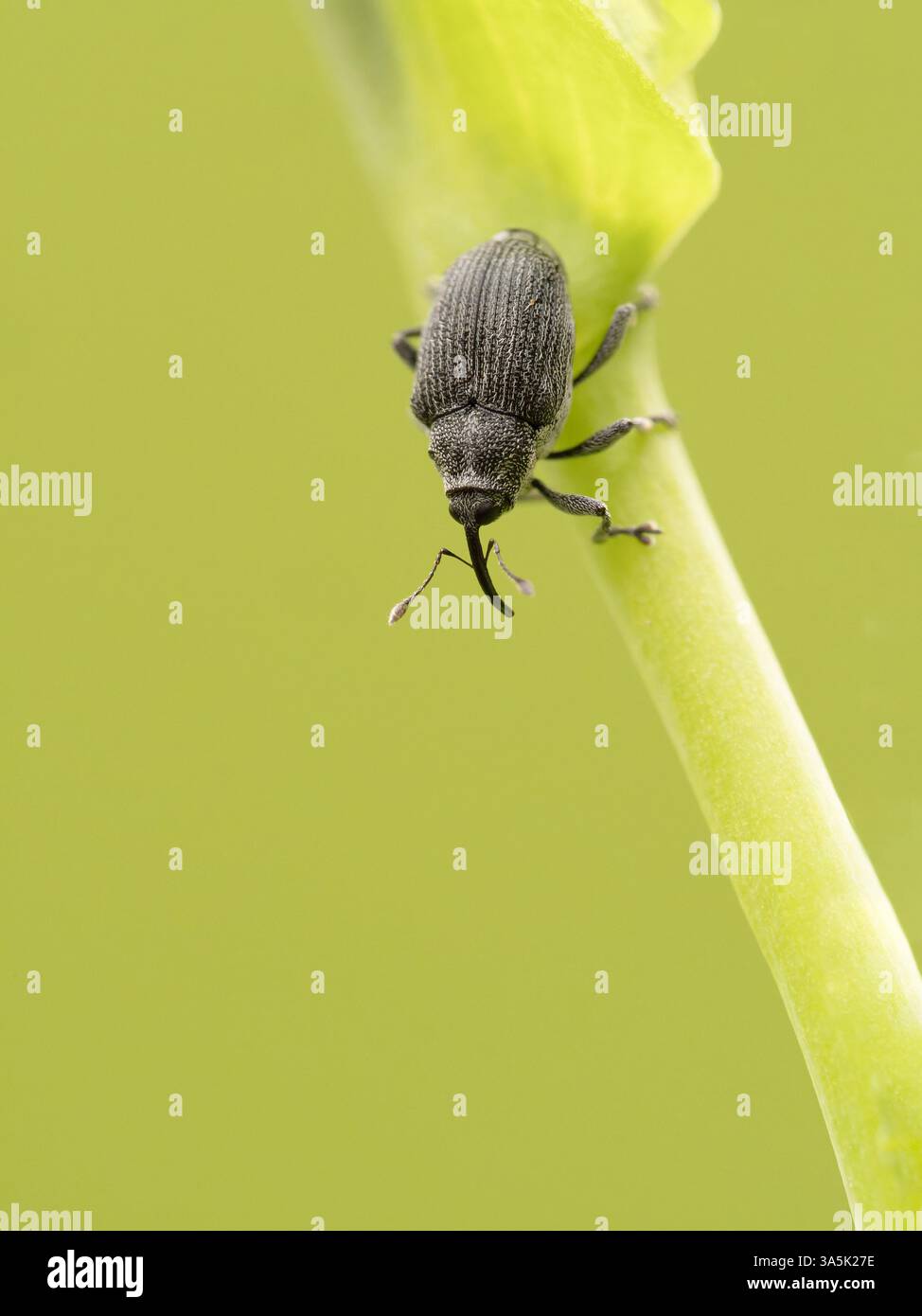 semi di cavolo weevil Foto Stock