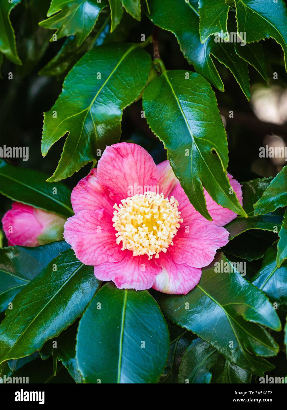 Camellia japonica 'Kingyo-tsubaki', camelia a coda di pesce, che mostra un singolo fiore primaverile e foglie divise Foto Stock