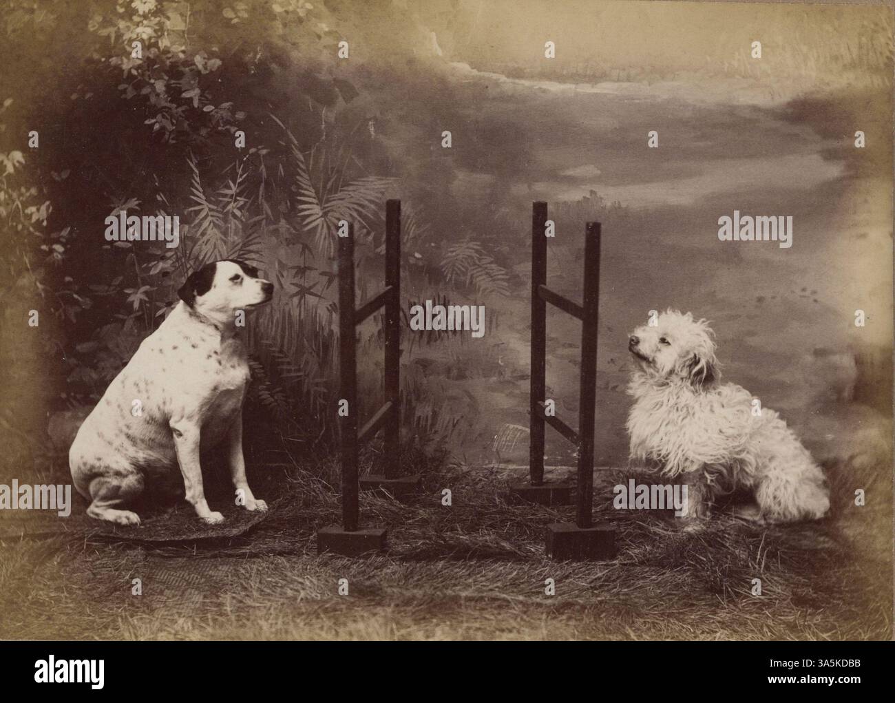 Questo album contiene foto di tintype e carte tratte dalla famiglia e dalla cerchia sociale di Barnett A. Hook, con ritratti e immagini di cani che eseguono trucchi. L'album documenta la vita tra la fine del XIX e l'inizio del XX secolo. Foto Stock