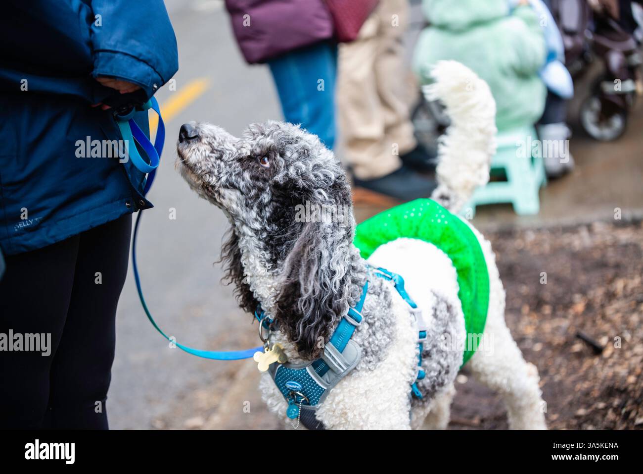 Montreal, Canada - 16 marzo 2025： persone che celebrano la sfilata di San Patrizio nel centro di Montreal Foto Stock