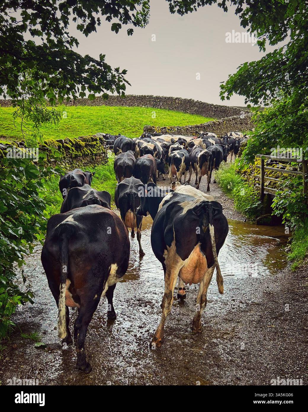 Mucche da latte, che tornano a casa per mungere Wensleydale, North Yorkshire - Immagine stock catturata con smartphone