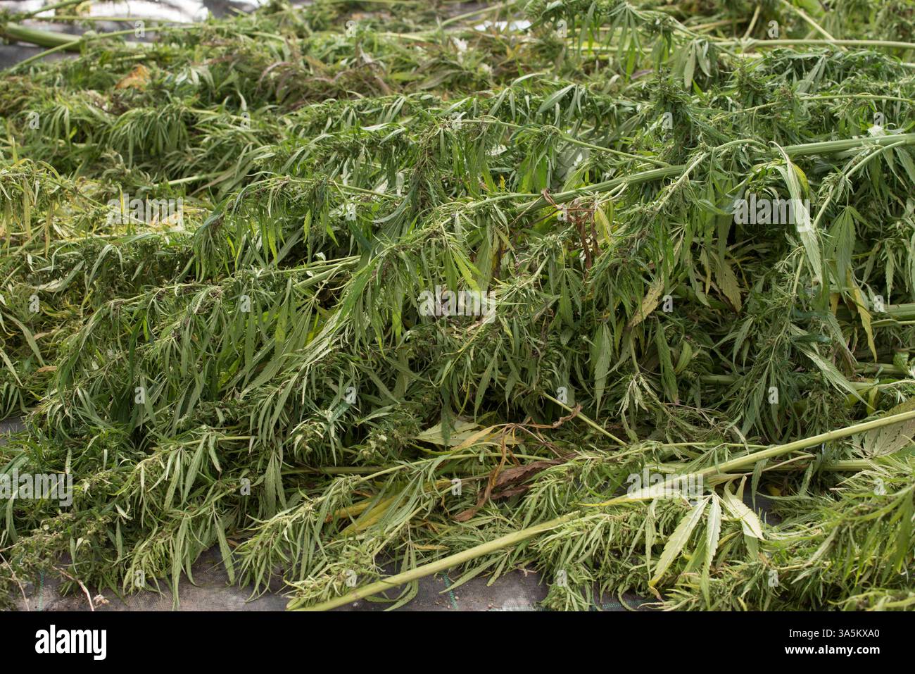 marijuana trovata dalla polizia, dalle forze dell'ordine e dalla lotta contro la droga. marijuana trovata dalla polizia Foto Stock