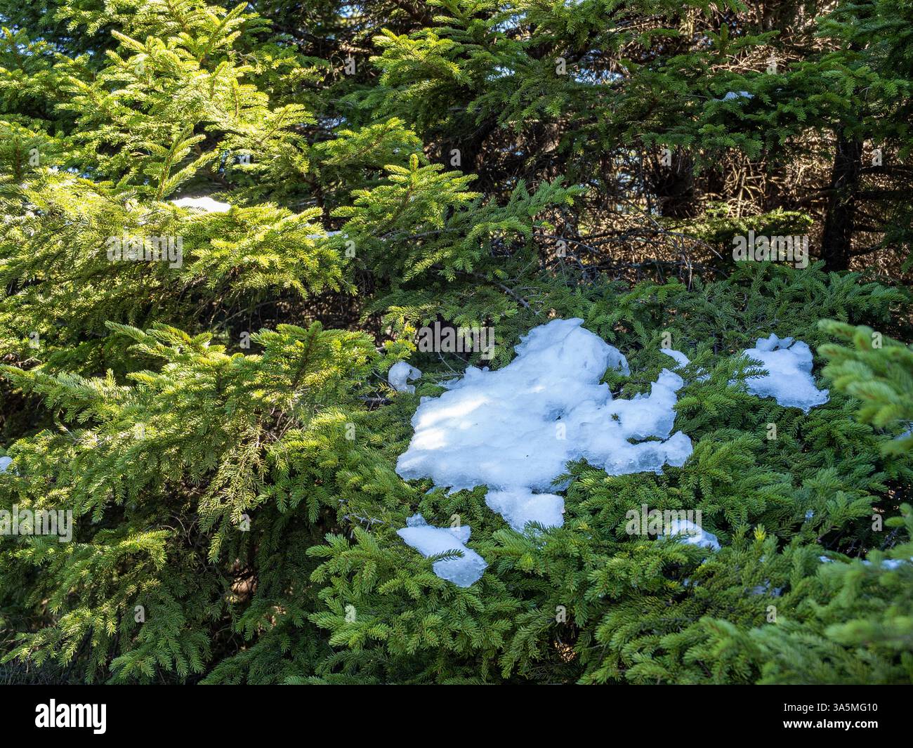 Macchie di neve brillano su vibranti alberi sempreverdi, crogiolandosi nel bagliore dorato della luce del sole in mezzo a una tranquilla foresta. Foto Stock