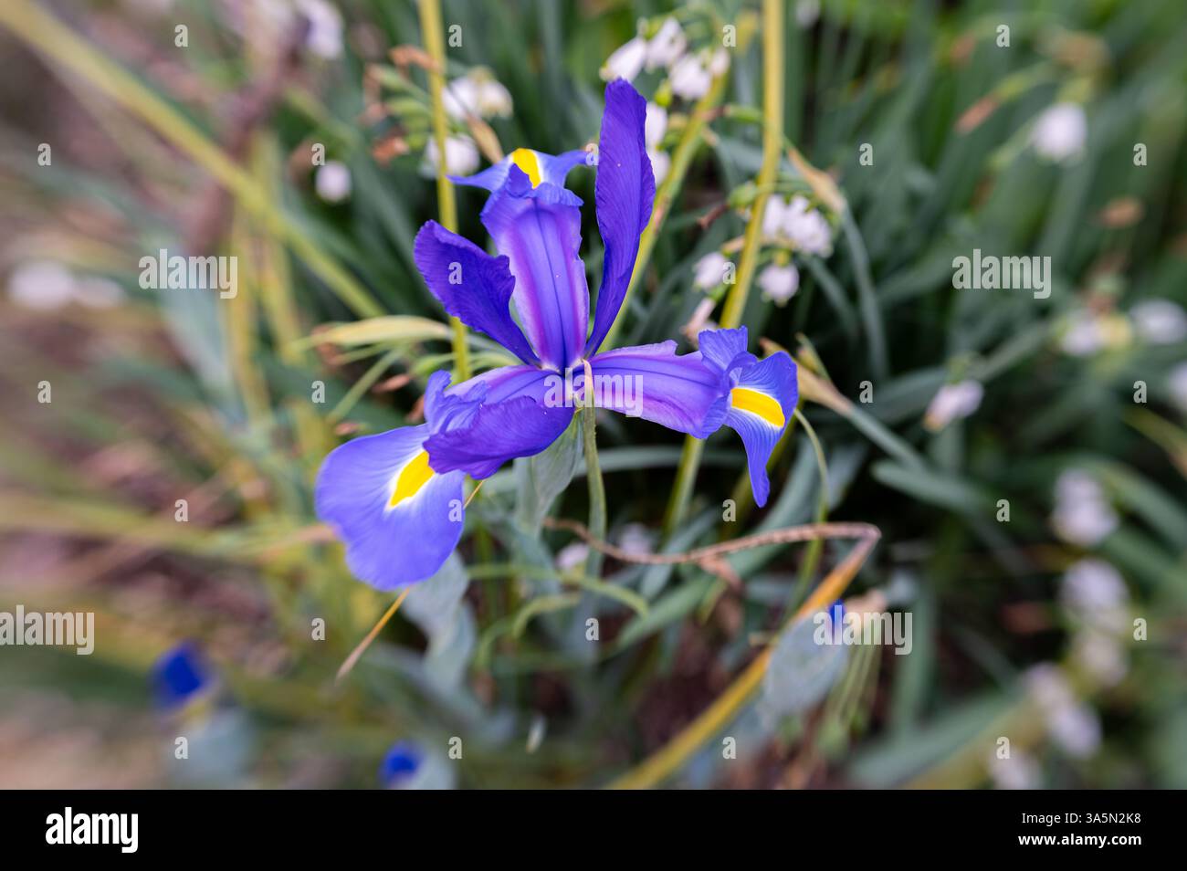 Primo piano di un Iris olandese viola in un giardino. Foto Stock