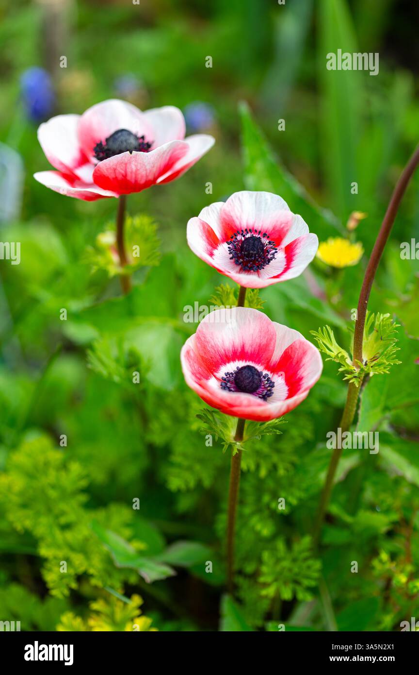 Bianco striato con papaveri pandora rossi che crescono in un giardino. Foto Stock