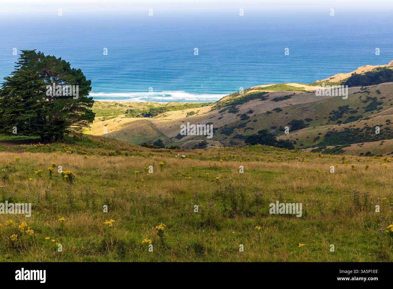 Vista panoramica costiera del porto di Otago dalla penisola di Otago, Dunedin, nuova Zelanda Foto Stock