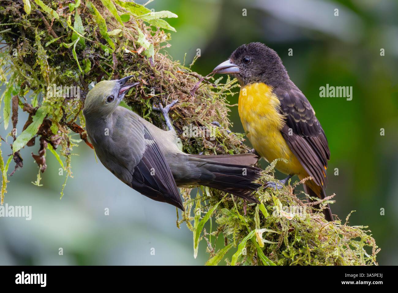 Tanager (Ramphocelus flammigerus) e Palm Tanager (Thraupis palmarum), nei pressi di Cali, Colombia Foto Stock