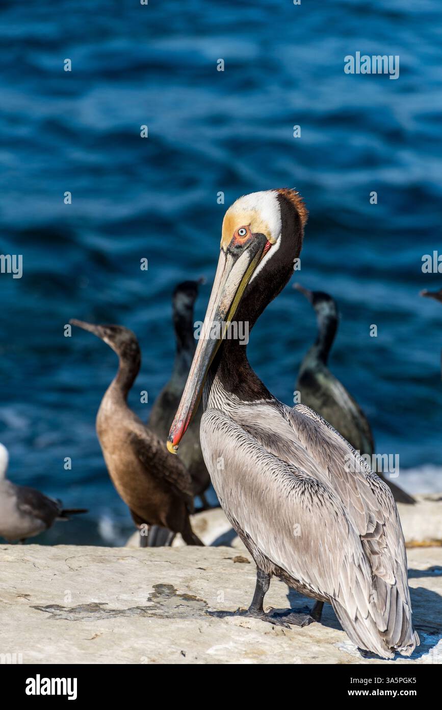 Primo piano di un pellicano vicino al mare con altri uccelli costieri nelle vicinanze Foto Stock