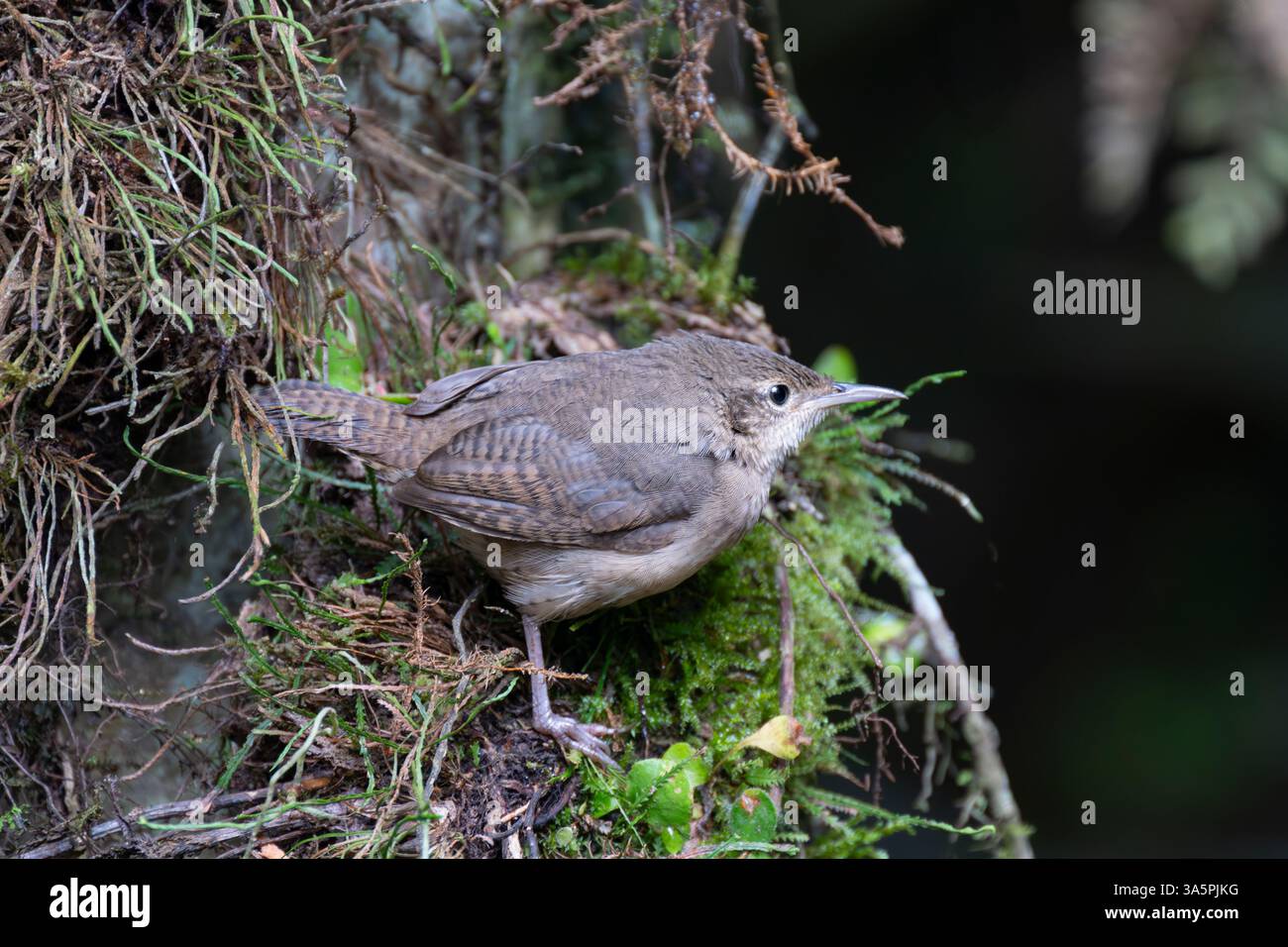 Northern House Wren (Troglodytes aedon) che si forgia nella foresta pluviale, vicino a Cali, Colombia Foto Stock