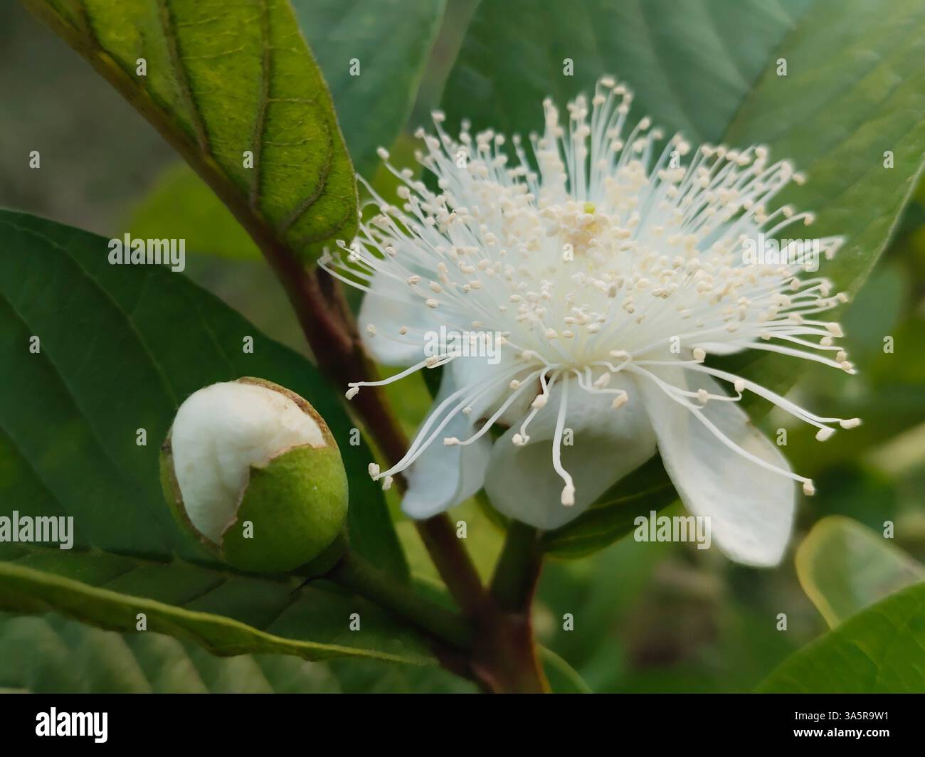 Primo piano di un fiore di guava in fiore con foglie verdi sullo sfondo. Foto Stock