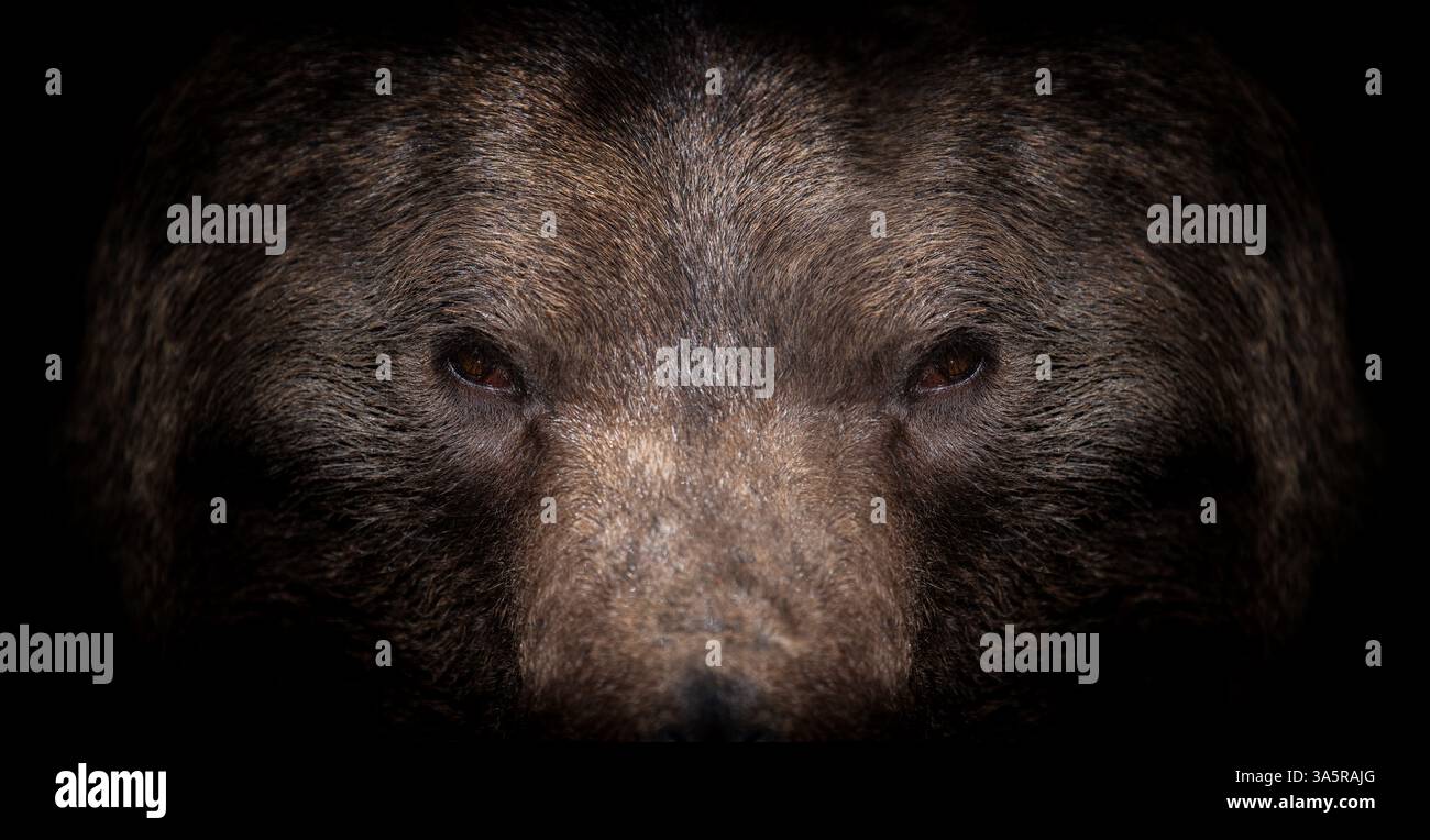 Un suggestivo ritratto di un orso bruno emerge dall'oscurità, mostrando il suo sguardo intenso e la pelliccia dettagliata su un solido sfondo nero che evoca Foto Stock