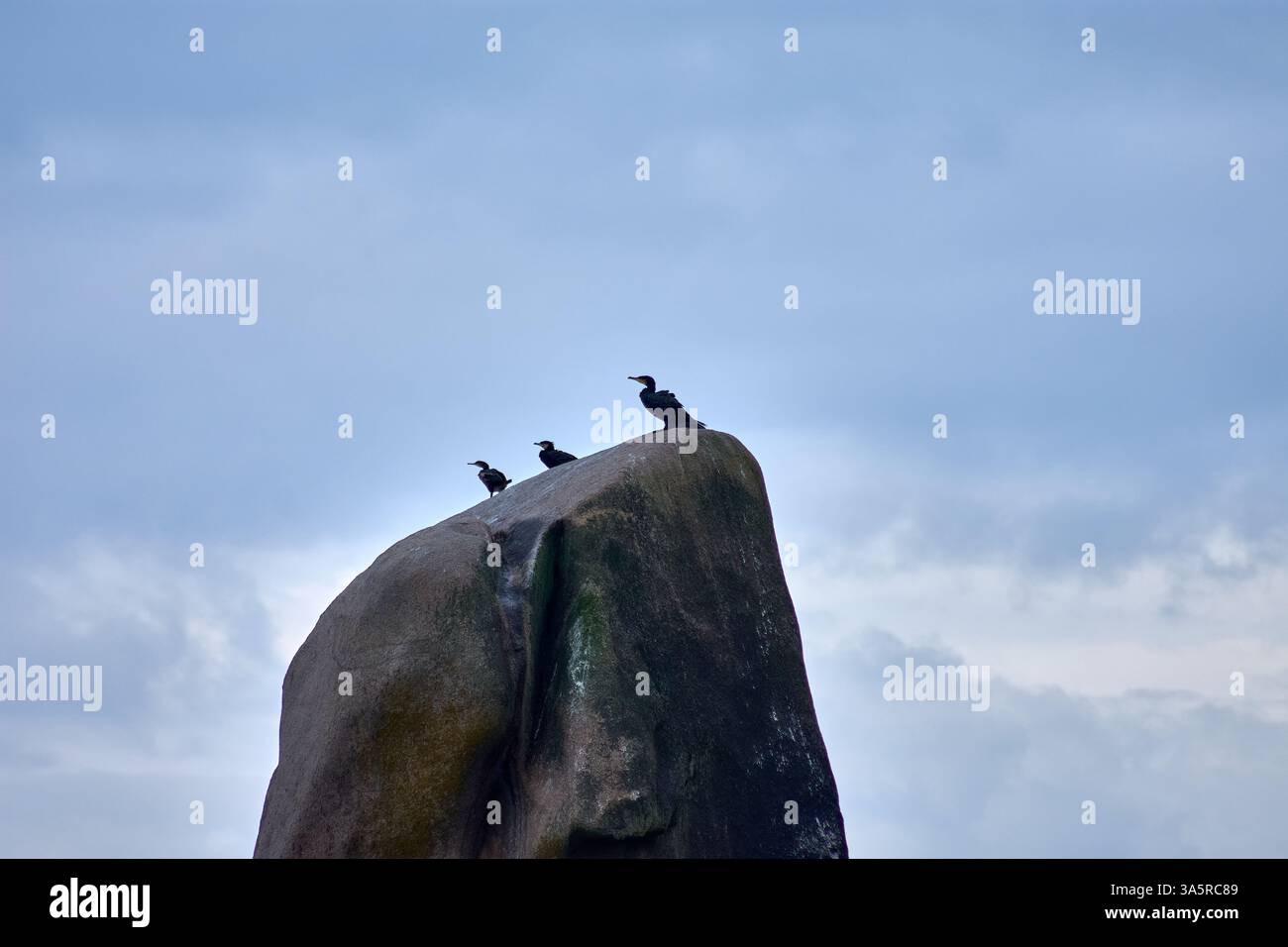 Un gruppo di cormorani si trova in cima a una roccia torreggiante a Vilar Beach a Corrubedo, Galizia, Spagna. Gli uccelli marini spalmarono le ali per asciugarsi dopo aver pescato io Foto Stock