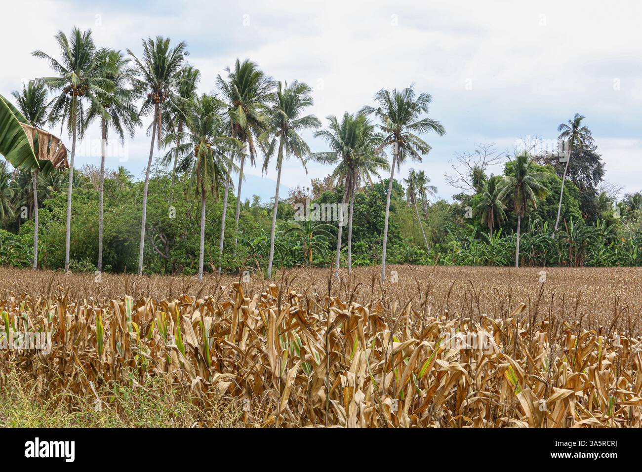 Laguna, Filippine. 24 marzo 2025. Campo di mais fiancheggiato da alberi di cocco nella provincia rurale delle Filippine. L’Autorità alimentare nazionale (NFA) sta valutando l’opportunità di acquistare mais per sostenere gli agricoltori in mezzo a sfide agricole come il calo dei prezzi all’entrata. A causa della minore domanda nel settore dei suini (colpito dalla peste suina africana), i prezzi del mais sono scesi negli ultimi mesi portandosi a 12 PHP12/kg, mentre i tassi abituali vanno da 18 PHP21/kg e i costi di produzione da 10 PHP10/kg a 12 PHP12/kg. Un bilancio speciale può essere fissato nel 2026. Nel frattempo, la domanda di mangimi per pollame e strati è in aumento, con una crescita della produzione del 6%. Crediti: Kevin Izorce/Alamy Live News Foto Stock
