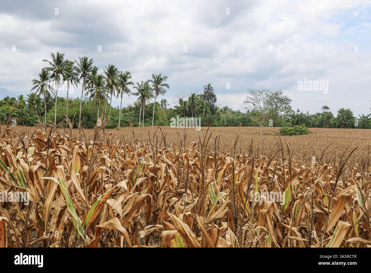 Laguna, Filippine. 24 marzo 2025. Campo di mais fiancheggiato da alberi di cocco nella provincia rurale delle Filippine. L’Autorità alimentare nazionale (NFA) sta valutando l’opportunità di acquistare mais per sostenere gli agricoltori in mezzo a sfide agricole come il calo dei prezzi all’entrata. A causa della minore domanda nel settore dei suini (colpito dalla peste suina africana), i prezzi del mais sono scesi negli ultimi mesi portandosi a 12 PHP12/kg, mentre i tassi abituali vanno da 18 PHP21/kg e i costi di produzione da 10 PHP10/kg a 12 PHP12/kg. Un bilancio speciale può essere fissato nel 2026. Nel frattempo, la domanda di mangimi per pollame e strati è in aumento, con una crescita della produzione del 6%. Crediti: Kevin Izorce/Alamy Live News Foto Stock