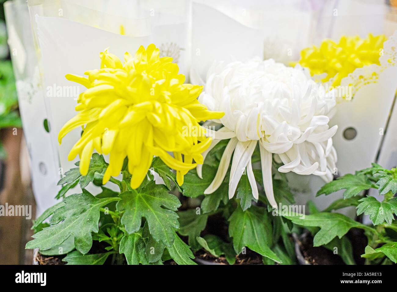 crisantemi gialli e bianchi in pentole. Cura dei fiori Foto Stock
