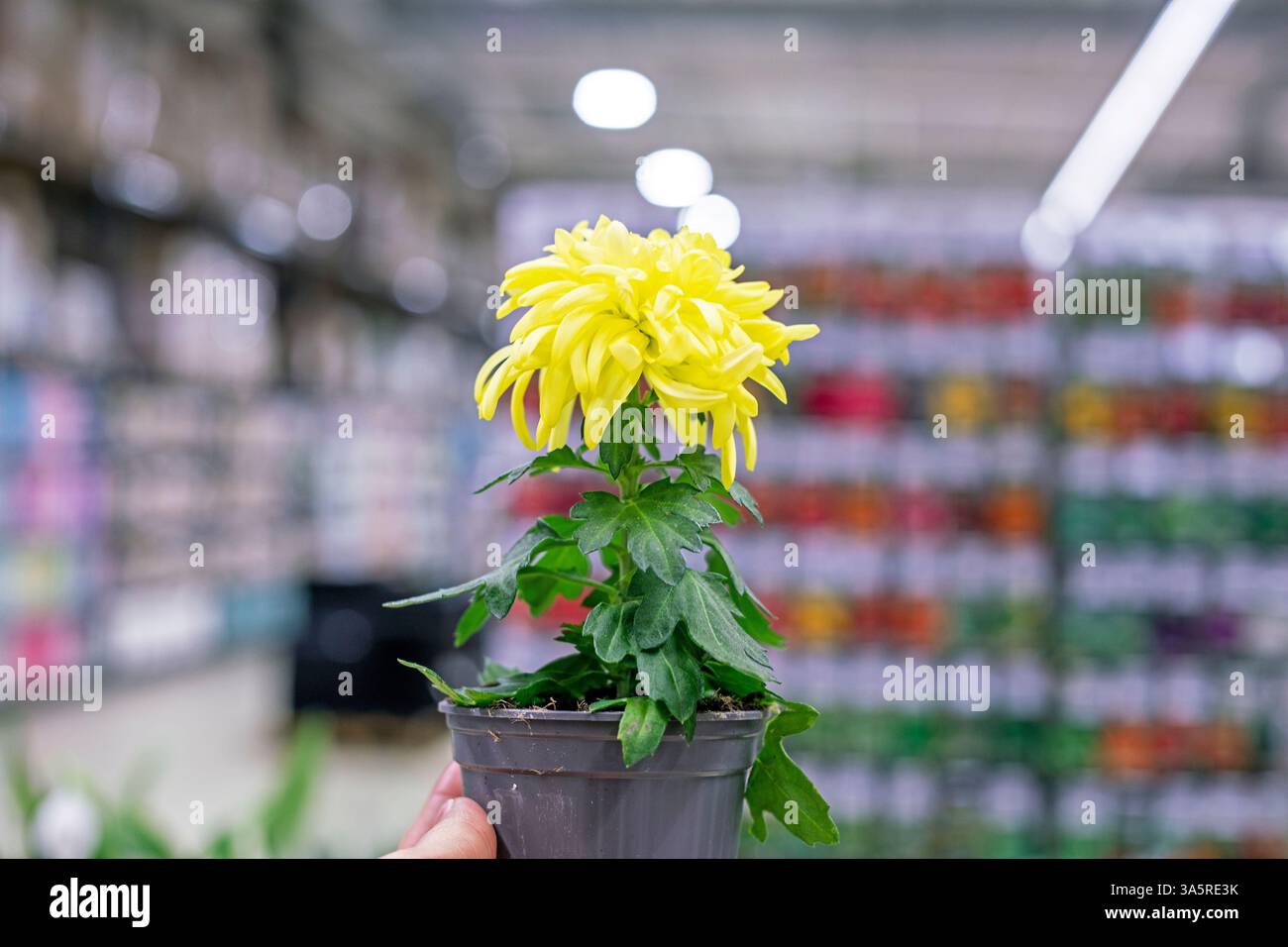 giallo e crisantemi in pentole. Cura dei fiori Foto Stock