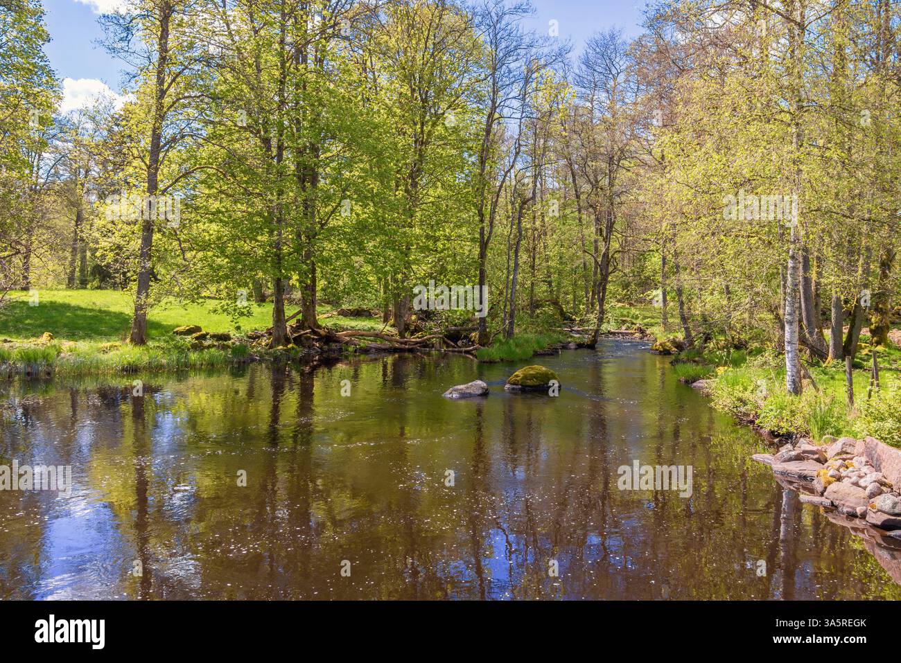 Fiume in una lussureggiante foresta verde decidua in primavera Foto Stock