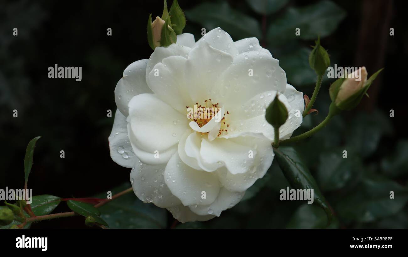 Rose 'Iceberg' Floribunda o rose da arrampicata. Foto Stock