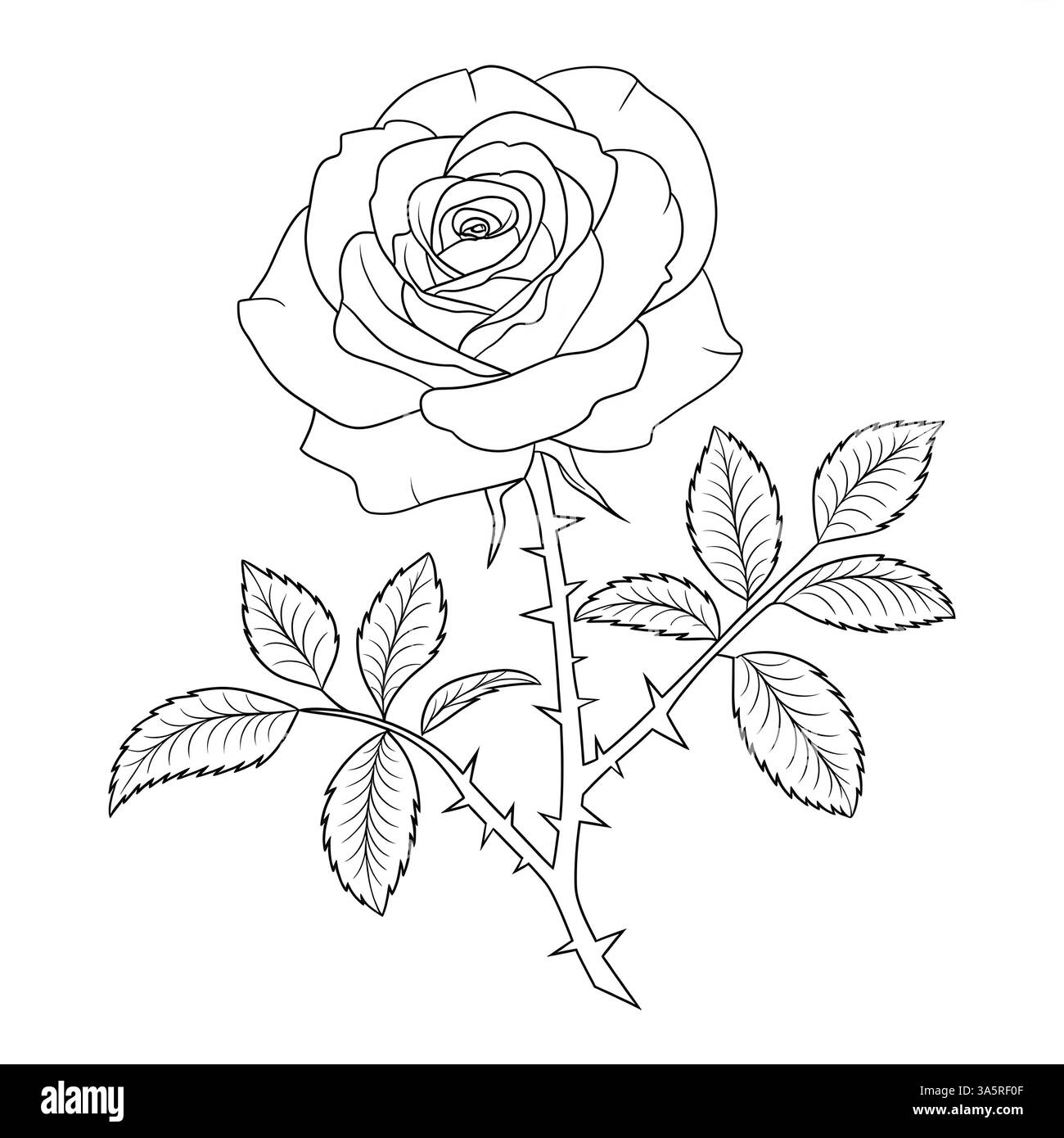 Un'illustrazione line art pagina di colorazione del fiore di rosa Foto Stock