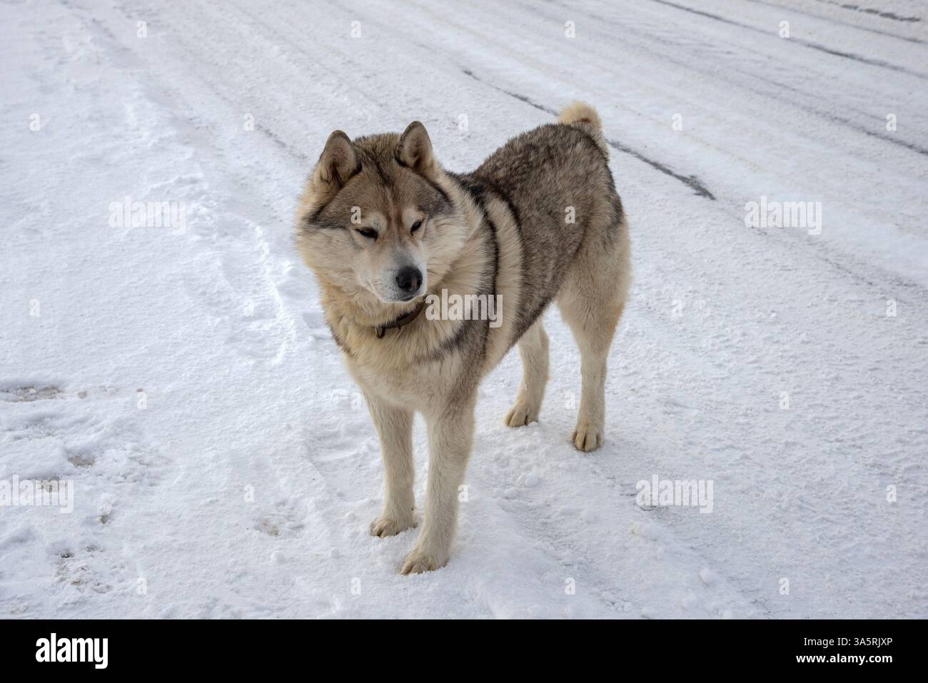 Husky siberiano in viaggio in un giorno d'inverno Foto Stock